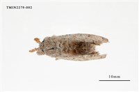 藏品(結麗毒蛾)的圖片